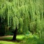 Giant Willow Tree 50 PCS Seeds