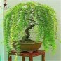 Giant Willow Tree 50 PCS Seeds