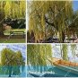 Giant Willow Tree 50 PCS Seeds