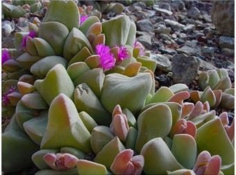 GIBBAEUM Mix Succulents Garden Plants 20 PCS Seeds