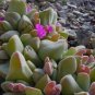 GIBBAEUM Mix Succulents Garden Plants 20 PCS Seeds