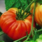 Gigantomo Tomato Giant Tomatoes 100 PCS Seeds
