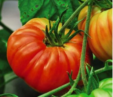 Gigantomo Tomato Giant Tomatoes 100 PCS Seeds