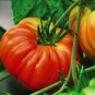 Gigantomo Tomato Giant Tomatoes 100 PCS Seeds