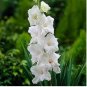 Gladiola Flower Seeds White Compact Flowers with Rose Red Centre 300 PCS Seeds