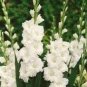 Gladiola Flower Seeds White Compact Flowers with Rose Red Centre 300 PCS Seeds