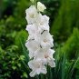 Gladiola Flower Seeds White Compact Flowers with Rose Red Centre 300 PCS Seeds