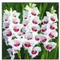 Gladiola Flower Seeds White Compact Flowers with Rose Red Centre 300 PCS Seeds