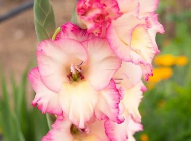 Gladiolus Flower Seeds Pink Flowers with White Spots 120 PCS Seeds