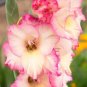Gladiolus Flower Seeds Pink Flowers with White Spots 120 PCS Seeds