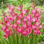 Gladiolus Flower Seeds Pink Flowers with White Spots 120 PCS Seeds