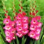 Gladiolus Flower Seeds Pink Flowers with White Spots 120 PCS Seeds
