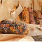 Glass Gem Corn Rare Heirloom Variety 50 PCS Seeds Glass Gem Corn Rare Heirloom Variety 50 PCS Seeds
