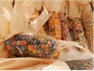 Glass Gem Corn Rare Heirloom Variety 50 PCS Seeds