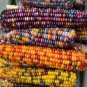 Glass Gem Corn Rare Heirloom Variety 50 PCS Seeds
