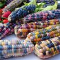 Glass Gem Corn Rare Heirloom Variety 50 PCS Seeds
