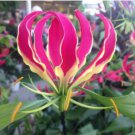 GLORIOSA SUPERBA 100 PCS Seeds