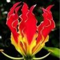 GLORIOSA SUPERBA 100 PCS Seeds