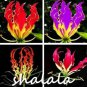 GLORIOSA SUPERBA 100 PCS Seeds