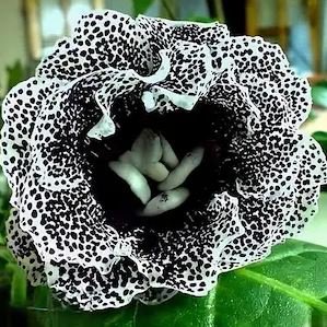 Gloxinia Bonsai Sinningia Gloxinia Flower Bonsai 100 PCS Seeds