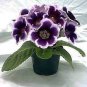 Gloxinia Bonsai Sinningia Gloxinia Flower Bonsai 100 PCS Seeds