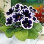 Gloxinia Bonsai Sinningia Gloxinia Flower Bonsai 100 PCS Seeds