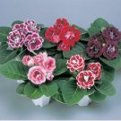 Gloxinia F1 Brocade Double Mixed 5 PCS Seeds