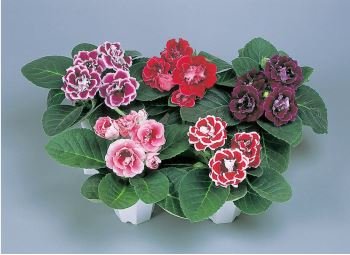 Gloxinia F1 Brocade Double Mixed 5 PCS Seeds