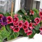 Gloxinia F1 Brocade Double Mixed 5 PCS Seeds