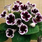 Gloxinia Plant Seed sinningia Gloxinia Bonsai 100 PCS Seeds Gloxinia Plant Seed sinningia Gloxinia Bonsai 100 PCS Seeds