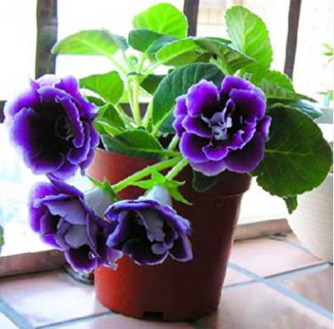 Gloxinia Bonsai Sinningia Gloxinia Flower Bonsai Home 100 PCS Seeds