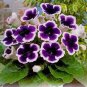 Gloxinia Bonsai Sinningia Gloxinia Flower Bonsai Home 100 PCS Seeds