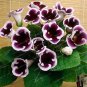 Gloxinia Bonsai Sinningia Gloxinia Flower Bonsai Home 100 PCS Seeds
