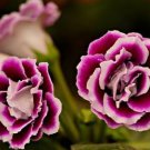 Gloxinia Plant Seeds Mixed Purple White Pink ect 9 Colors 100 PCS Seeds