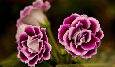 Gloxinia Plant Seeds Mixed Purple White Pink ect 9 Colors 100 PCS Seeds