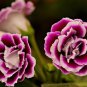 Gloxinia Plant Seeds Mixed Purple White Pink ect 9 Colors 100 PCS Seeds