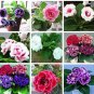 Gloxinia Plant Seeds Mixed Purple White Pink ect 9 Colors 100 PCS Seeds