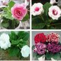 Gloxinia Plant Seeds Mixed Purple White Pink ect 9 Colors 100 PCS Seeds
