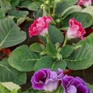 Gloxinia Plant Seeds Mixed Red White-Purple Red-White Dark-Purple Colors 100 PCS Seeds