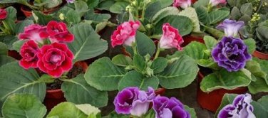 Gloxinia Plant Seeds Mixed Red White-Purple Red-White Dark-Purple Colors 100 PCS Seeds