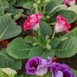 Gloxinia Plant Seeds Mixed Red White-Purple Red-White Dark-Purple Colors 100 PCS Seeds