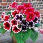 Gloxinia Plant Seeds Mixed Red White-Purple Red-White Dark-Purple Colors 100 PCS Seeds