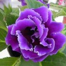 Gloxinia Bonsai Sinningia Gloxinia Flower Bonsai Home Bonsai 100 PCS Seeds