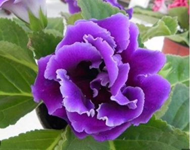 Gloxinia Bonsai Sinningia Gloxinia Flower Bonsai Home Bonsai 100 PCS Seeds