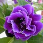 Gloxinia Bonsai Sinningia Gloxinia Flower Bonsai Home Bonsai 100 PCS Seeds