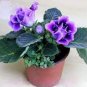Gloxinia Bonsai Sinningia Gloxinia Flower Bonsai Home Bonsai 100 PCS Seeds