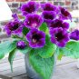 Gloxinia Bonsai Sinningia Gloxinia Flower Bonsai Home Bonsai 100 PCS Seeds