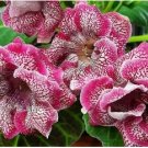 Gloxinia Plants Seeds 3 Colors Available 100 PCS Seeds
