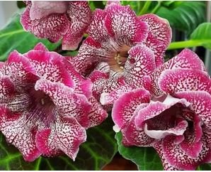 Gloxinia Plants Seeds 3 Colors Available 100 PCS Seeds