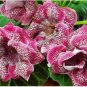 Gloxinia Plants Seeds 3 Colors Available 100 PCS Seeds